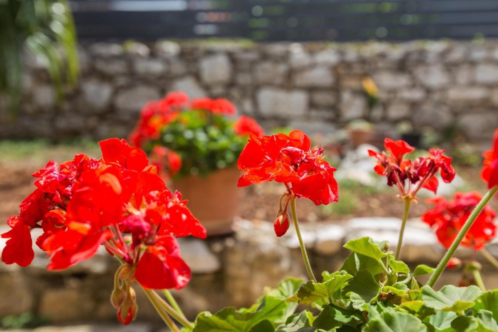 Guest house App Luka 1 - Garden For Children And Pets Porec